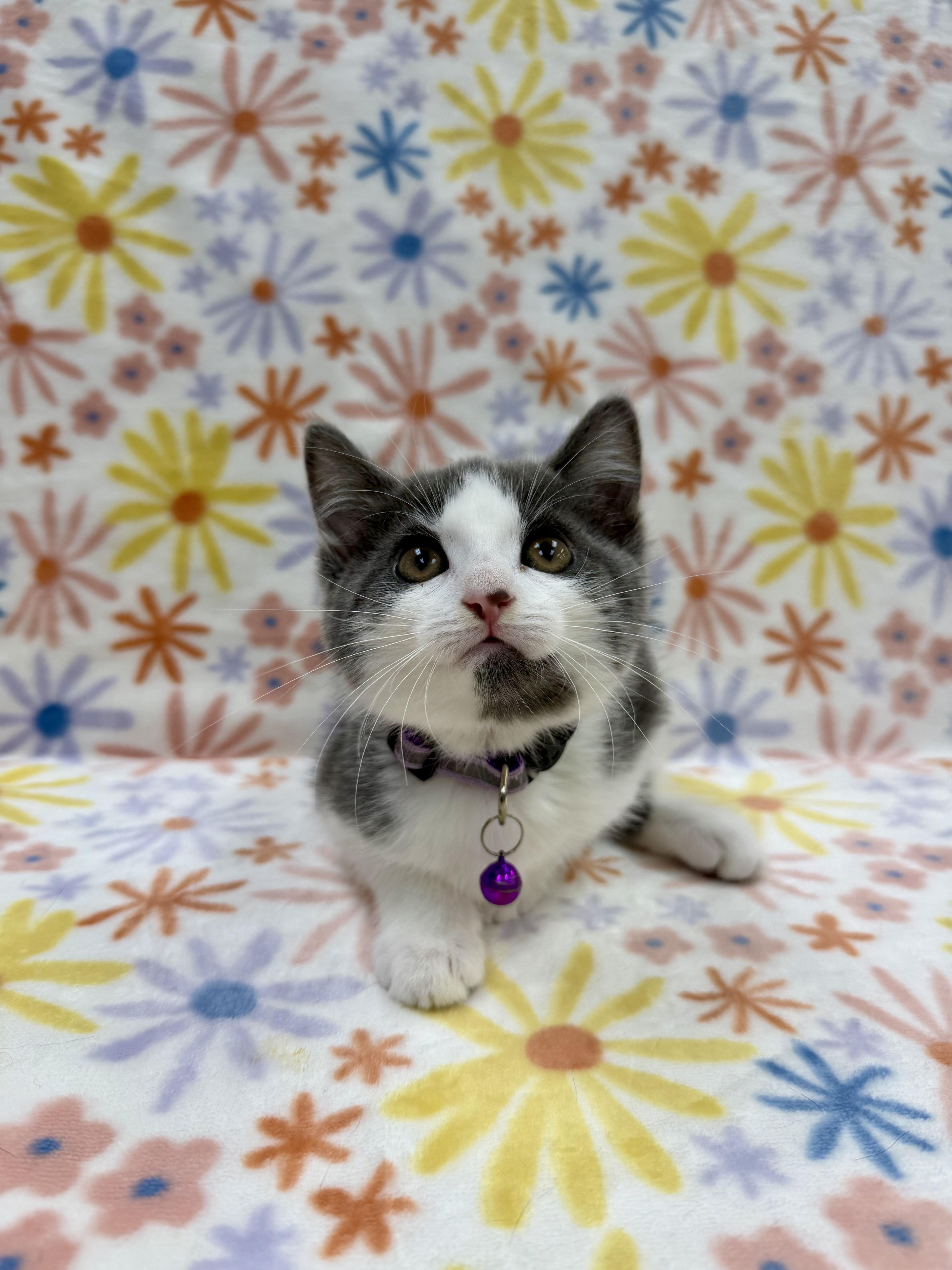 Bronte, adoptable, Kitten Female Domestic Short Hair.