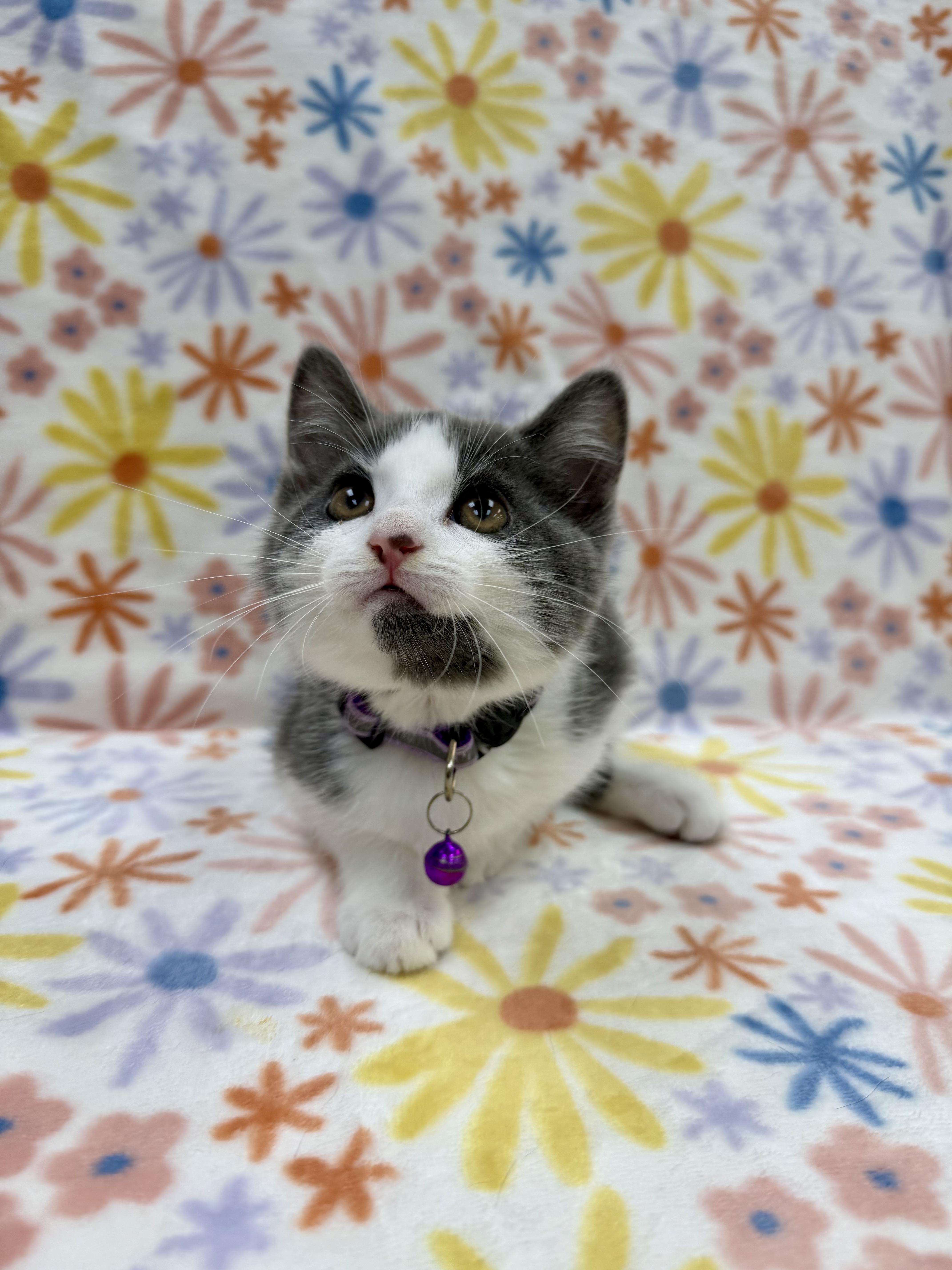 Enlarge Bronte, an adoptable Domestic Short Hair in Columbus, OH image 3/4