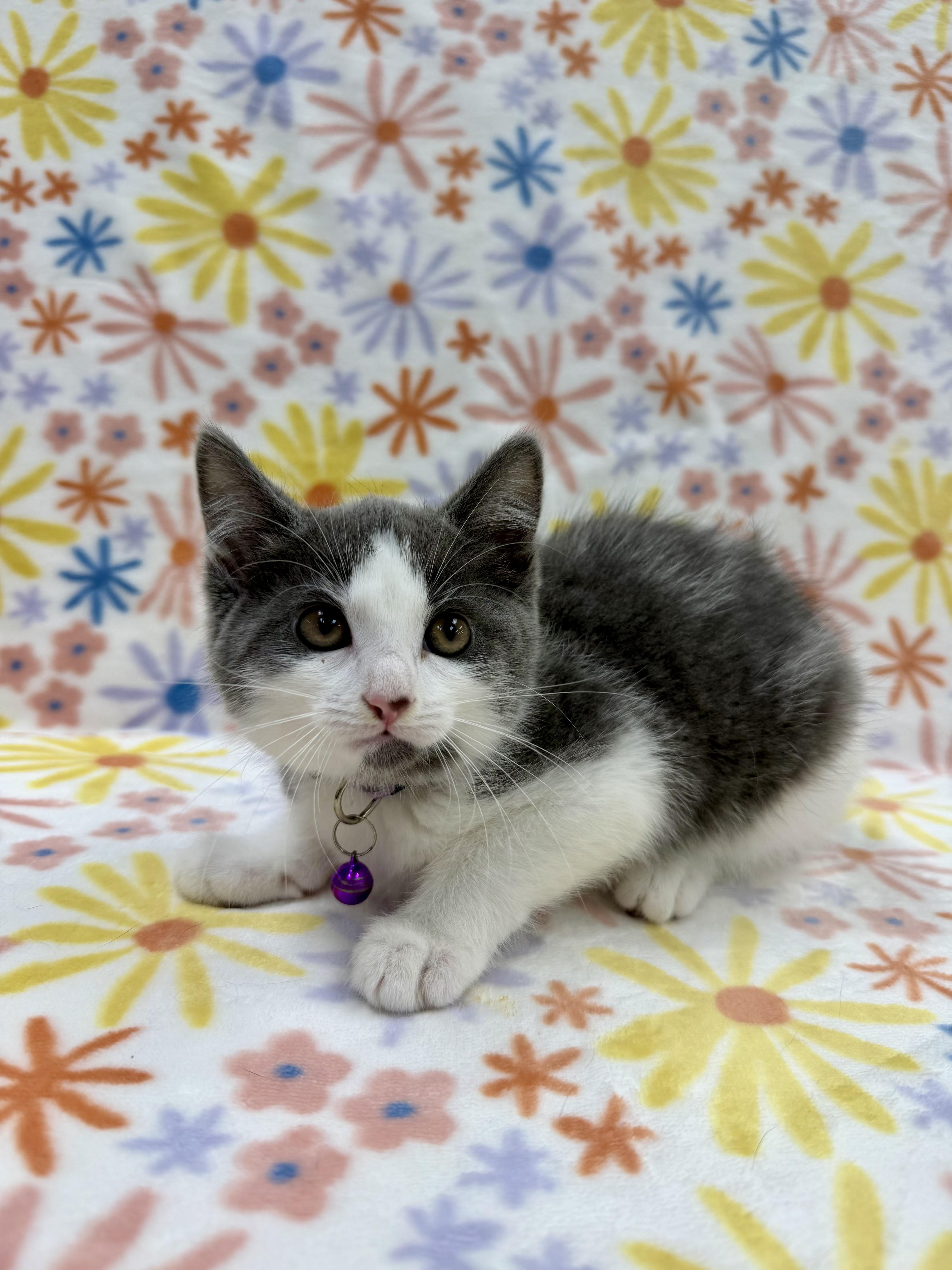 Enlarge Bronte, an adoptable Domestic Short Hair in Columbus, OH image 4/4