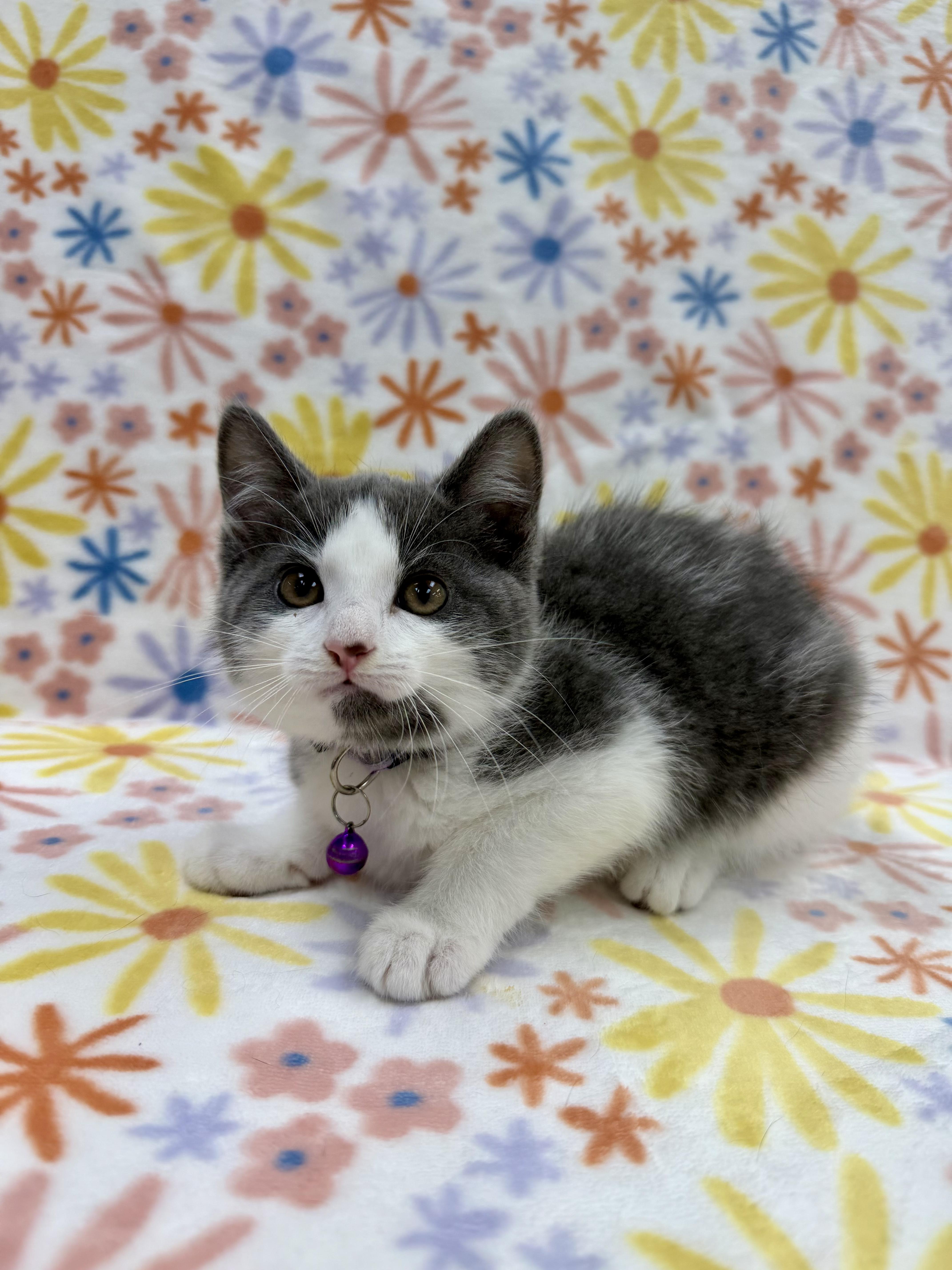 Enlarge Bronte, an adoptable Domestic Short Hair in Columbus, OH image 2/4