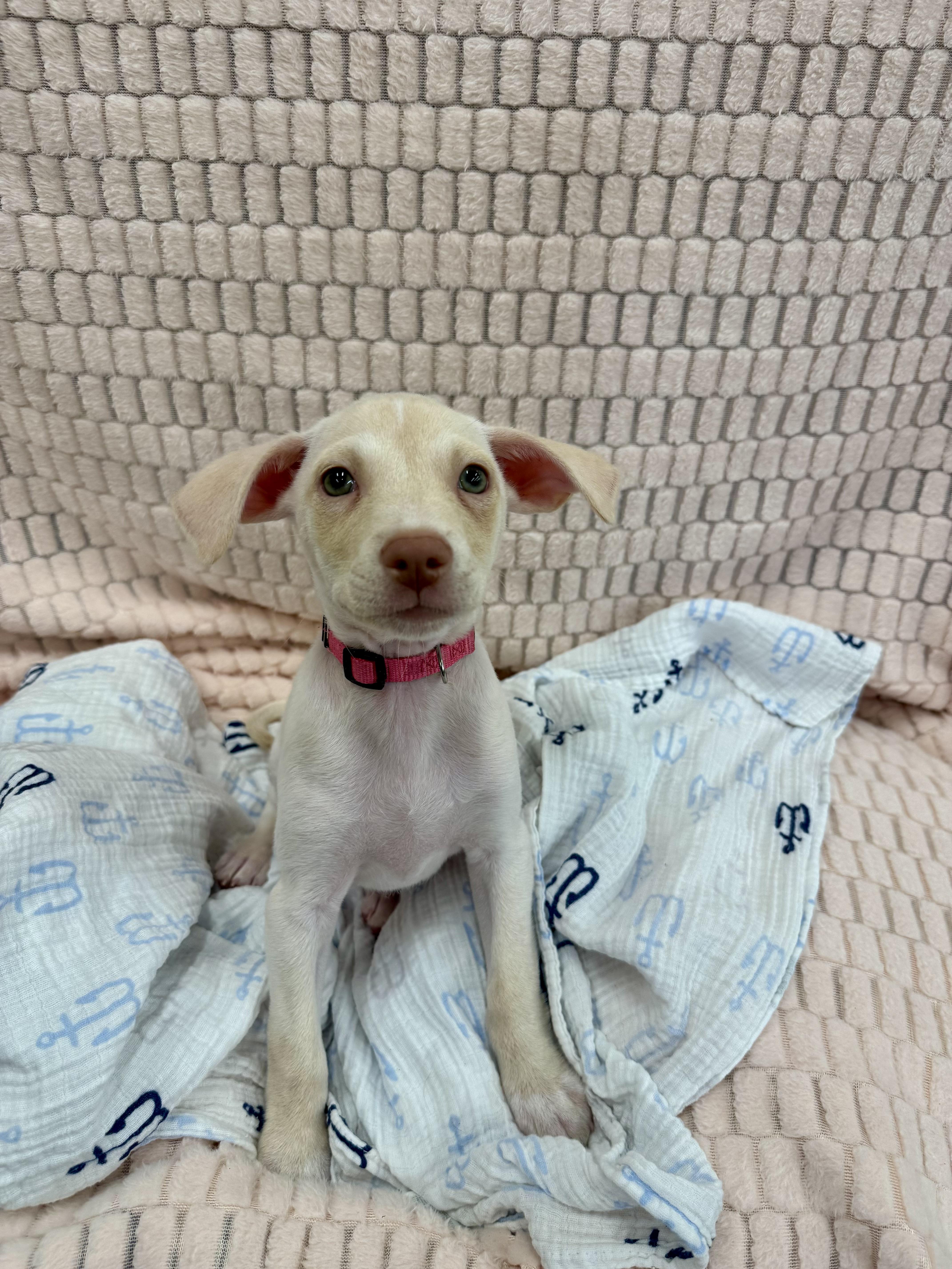 Enlarge Yaffa, a Adoptable mixed breed in Mount Pleasant, SC image 1/1