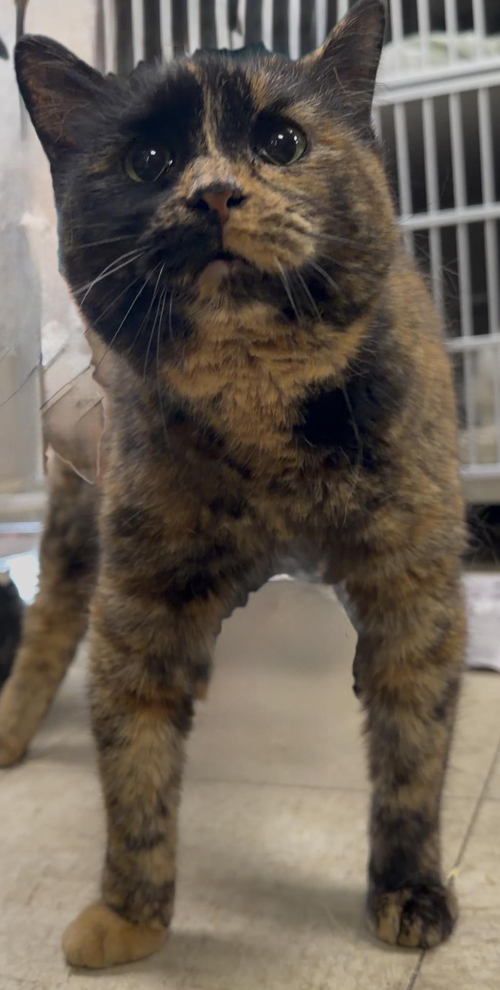 Pumpkin Tortie, ADOPTABLE, Young Female Domestic Short Hair & Tortoiseshell.