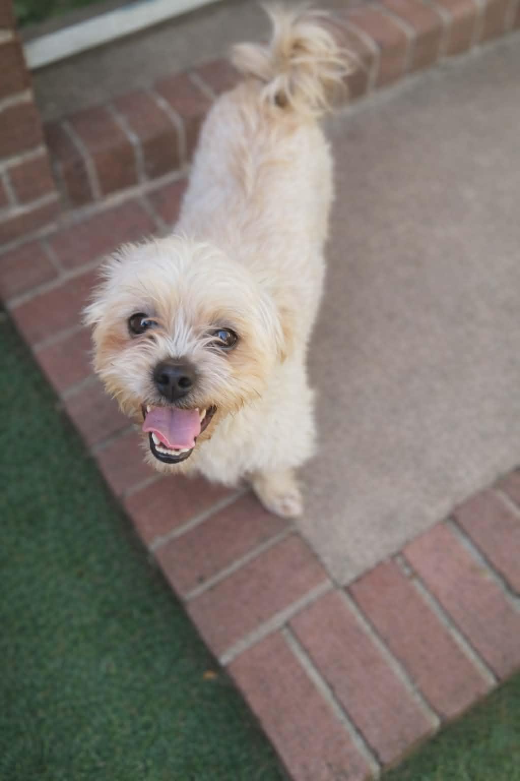 Griffin, ADOPTABLE, Young Male Shih poo.