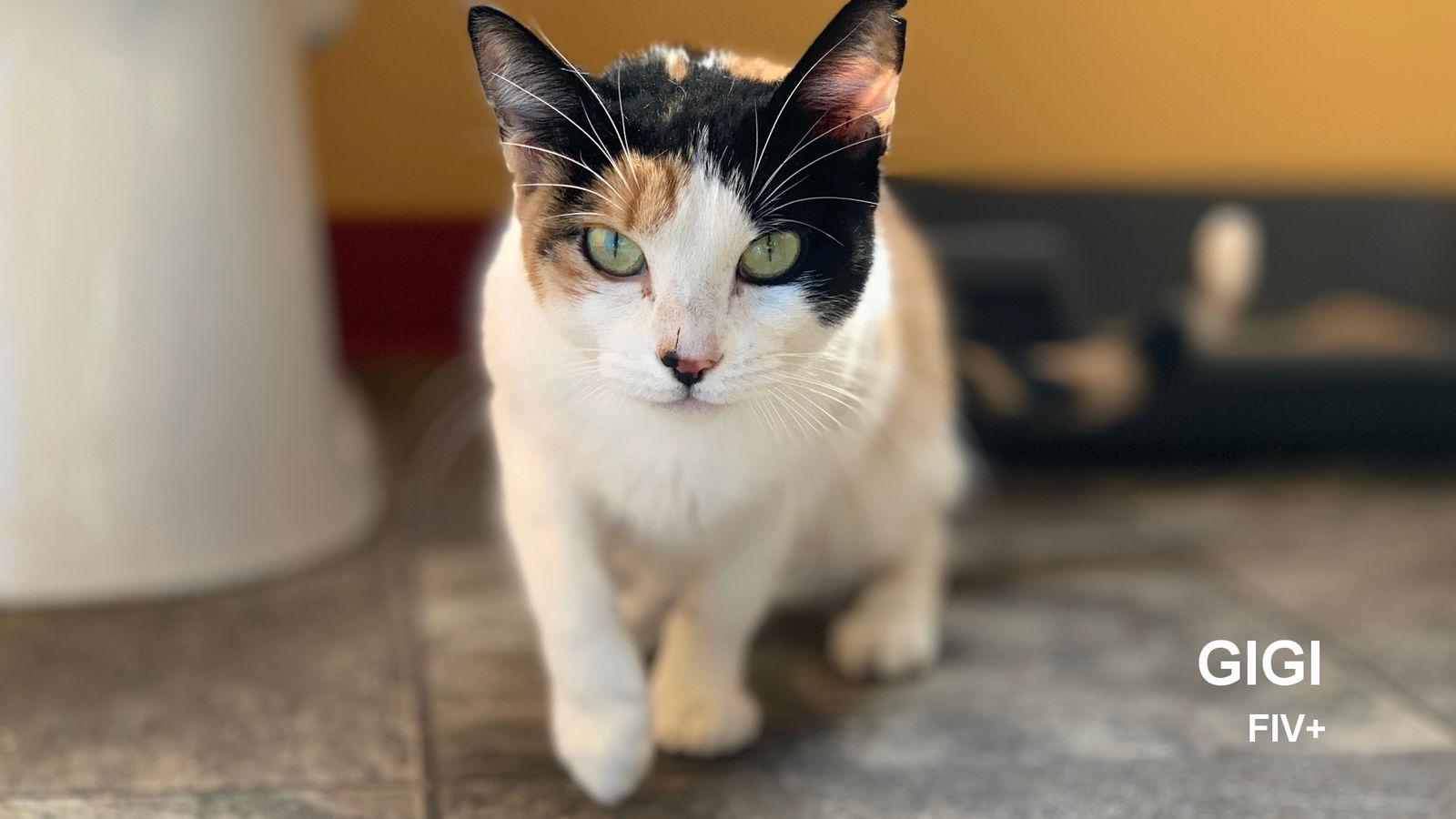 GiGi, Adoptable, Adult Female Calico.