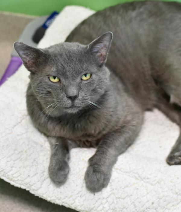 Enlarge Torren, a Adoptable Domestic Short Hair in Marietta, GA image 3/6