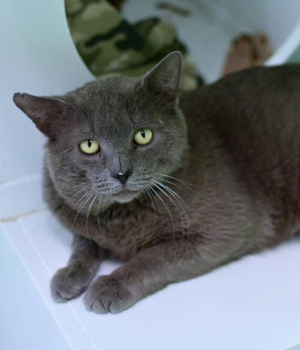 Enlarge Torren, a Adoptable Domestic Short Hair in Marietta, GA image 4/6