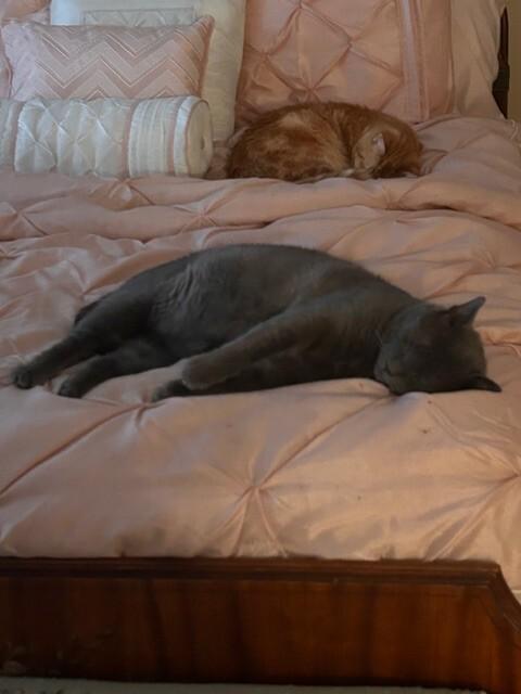 Enlarge Torren, a Adoptable Domestic Short Hair in Marietta, GA image 6/6