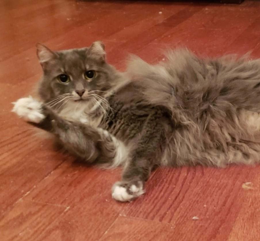 Bodie, a ADOPTABLE Domestic Medium Hair in Atlanta, GA image 4/5
