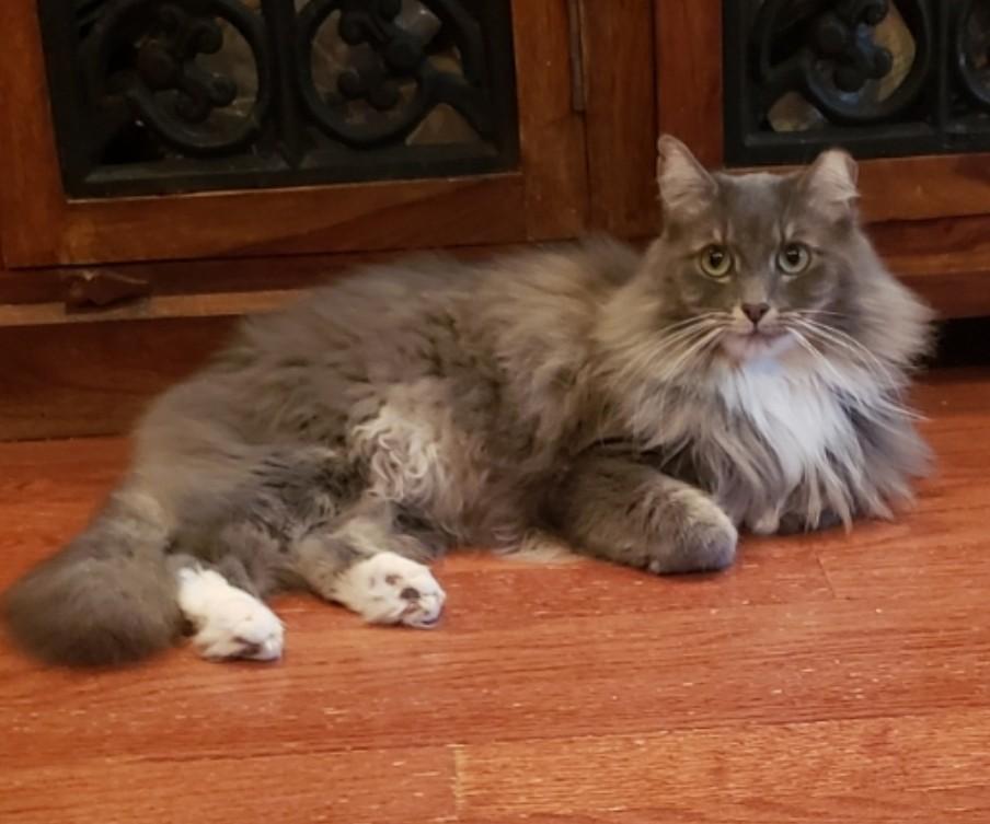 Bodie, a ADOPTABLE Domestic Medium Hair in Atlanta, GA image 3/5