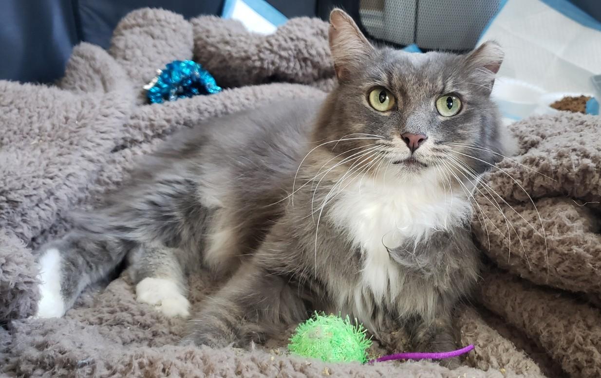 Bodie, a ADOPTABLE Domestic Medium Hair in Atlanta, GA image 1/5
