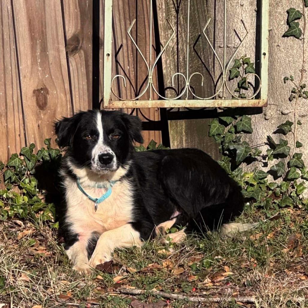 Aprilia, Adoptable, Adult Female Mixed Breed.