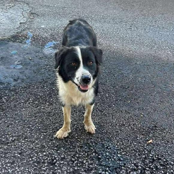 Enlarge Aprilia, a Adoptable Mixed Breed in Fredericksburg, VA image 2/5