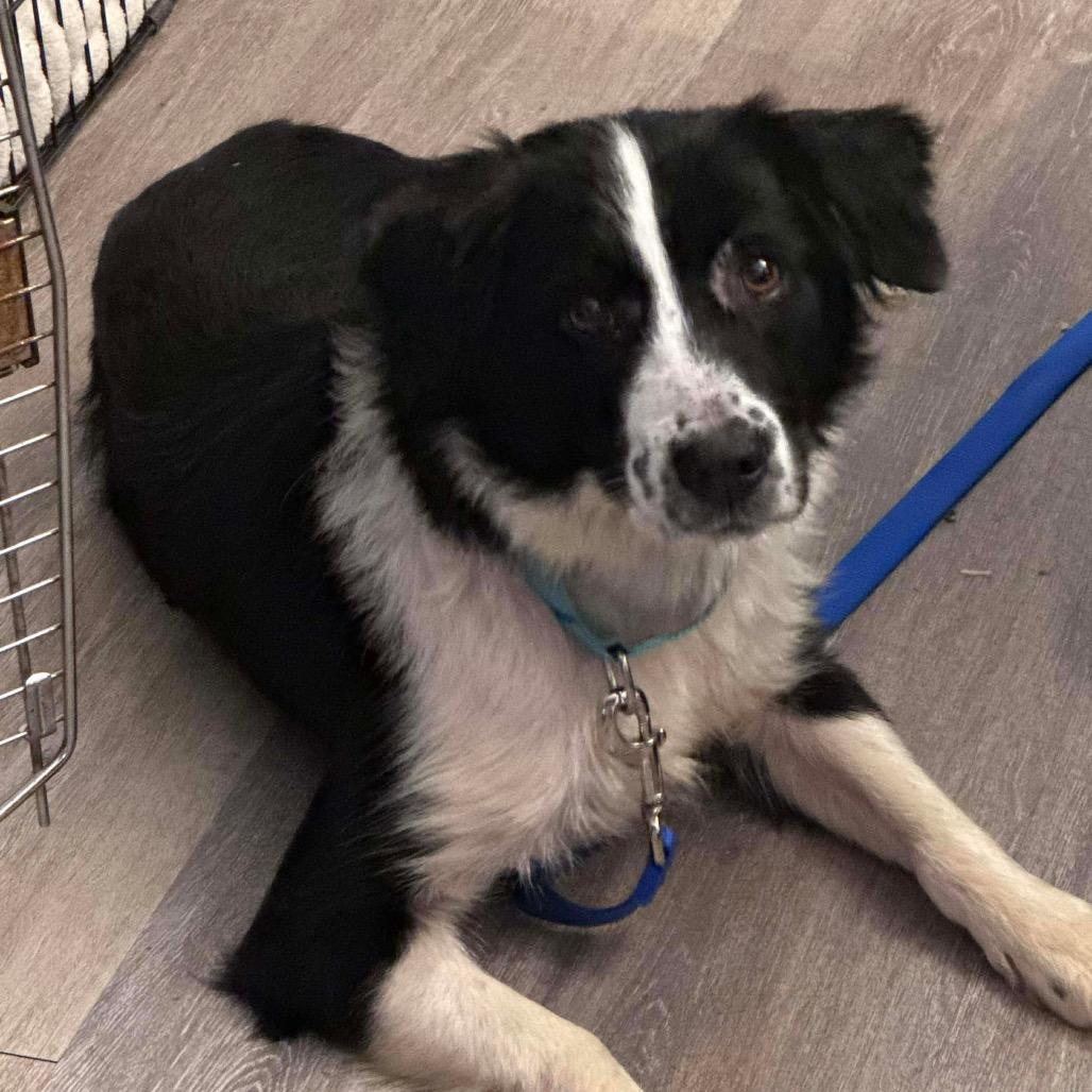 Enlarge Aprilia, a Adoptable Mixed Breed in Fredericksburg, VA image 3/5