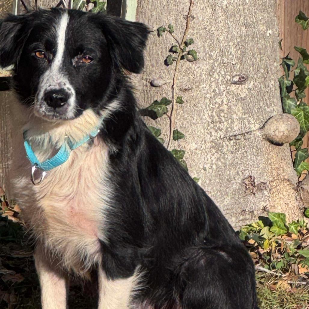 Enlarge Aprilia, a Adoptable Mixed Breed in Fredericksburg, VA image 4/5