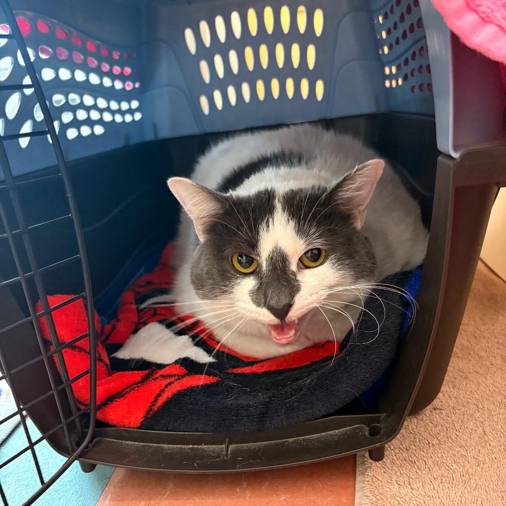 Enlarge Nala, a Adoptable Domestic Short Hair in South Burlington, VT image 1/2