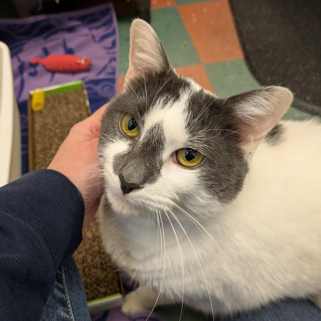 Enlarge Nala, a Adoptable Domestic Short Hair in South Burlington, VT image 2/2