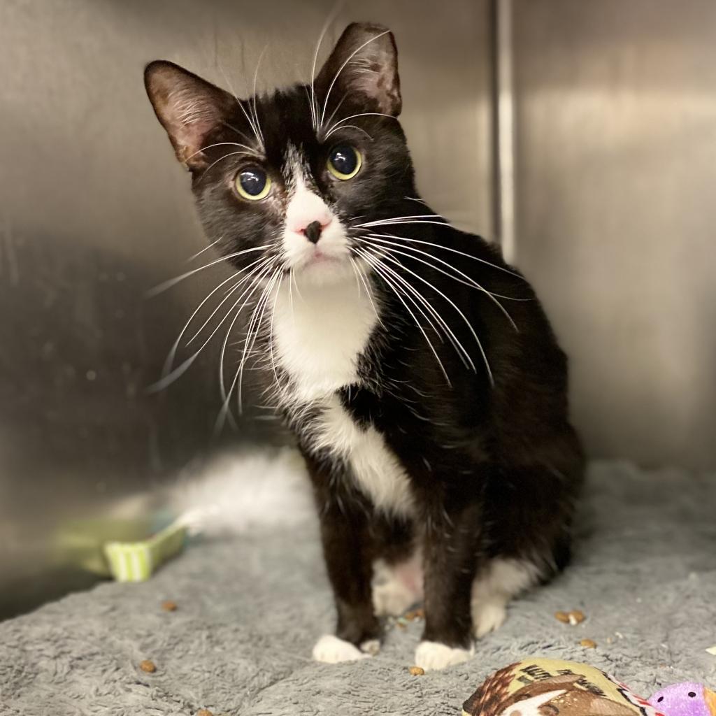 Denali — thumbnail 2