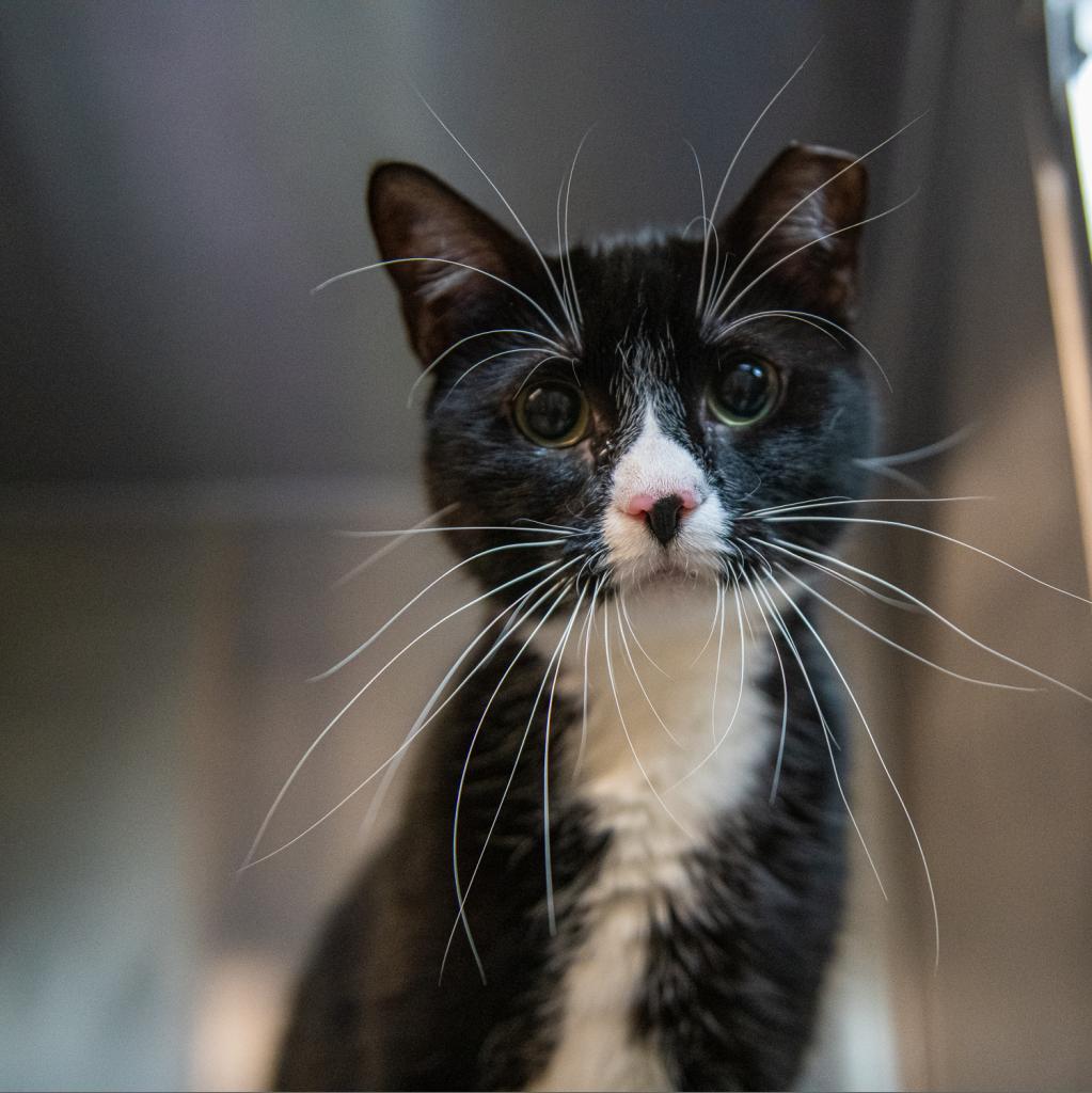 Denali — thumbnail 4