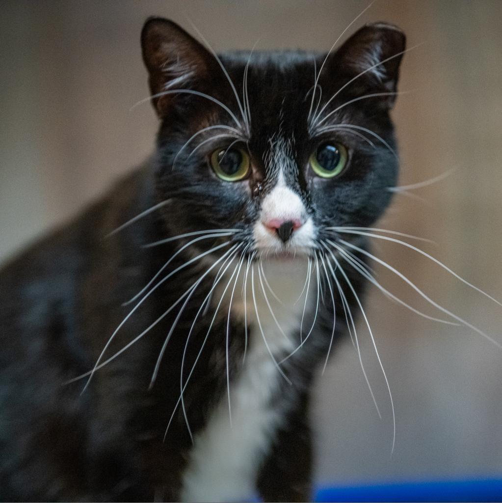 Denali — thumbnail 5