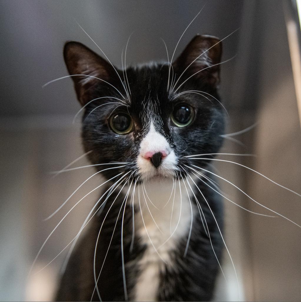 Denali — thumbnail 6