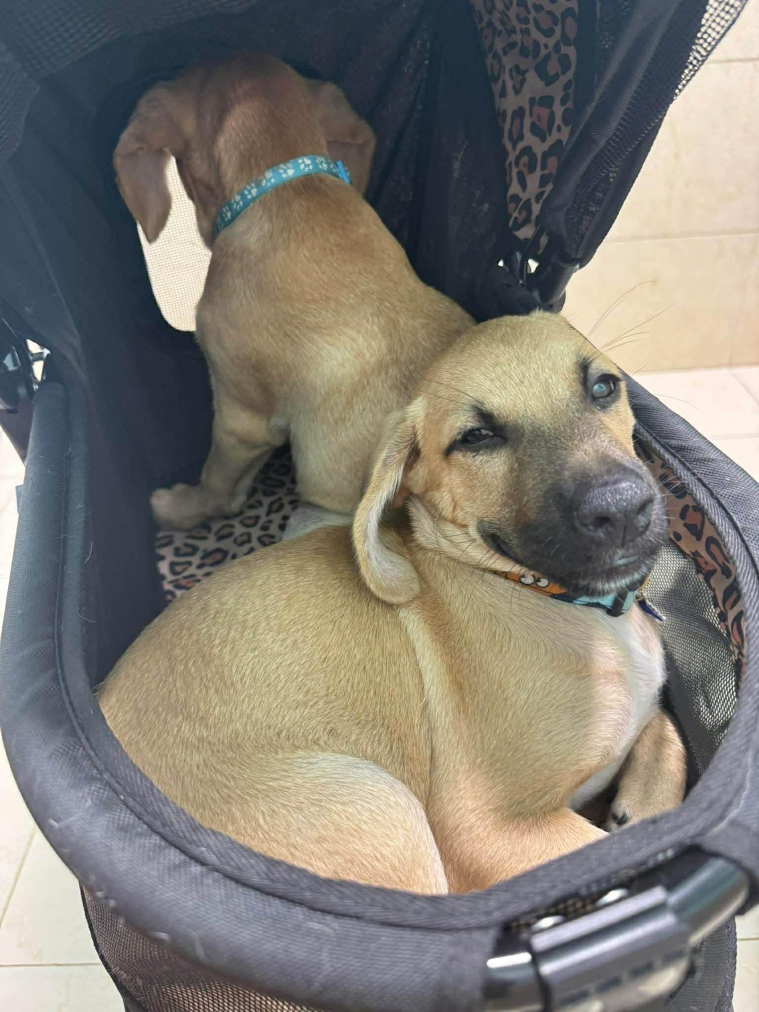 Lucky, adopted, Puppy Male Mixed Breed.