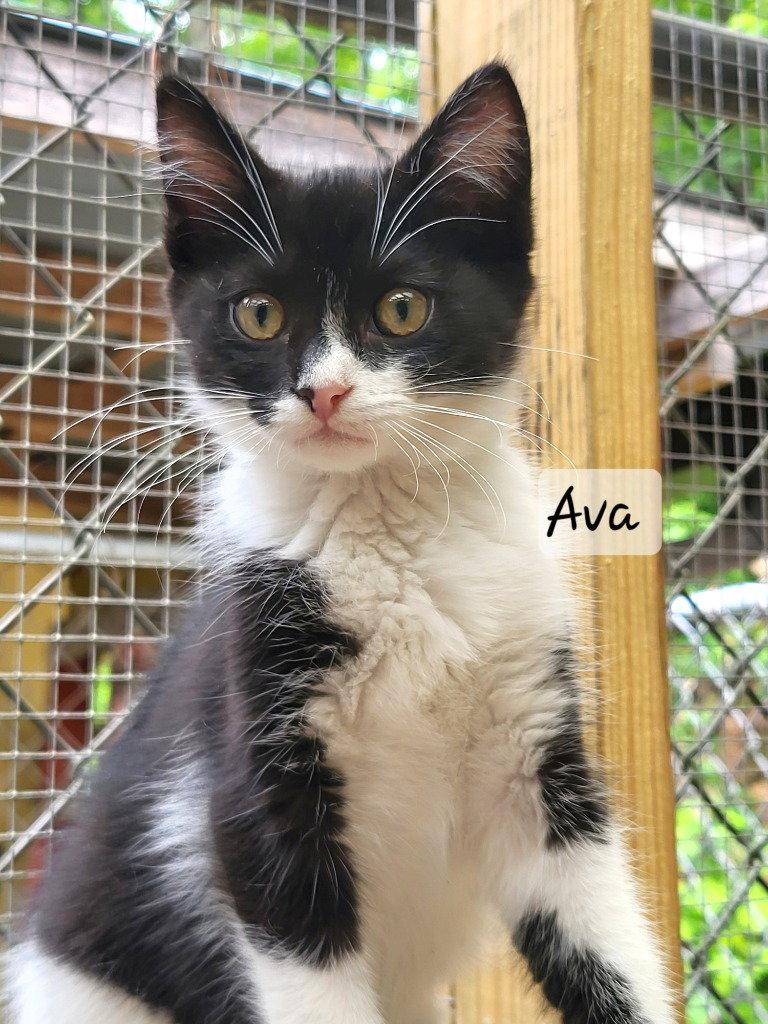 Ava, Adoptable, Kitten Female Domestic Medium Hair.