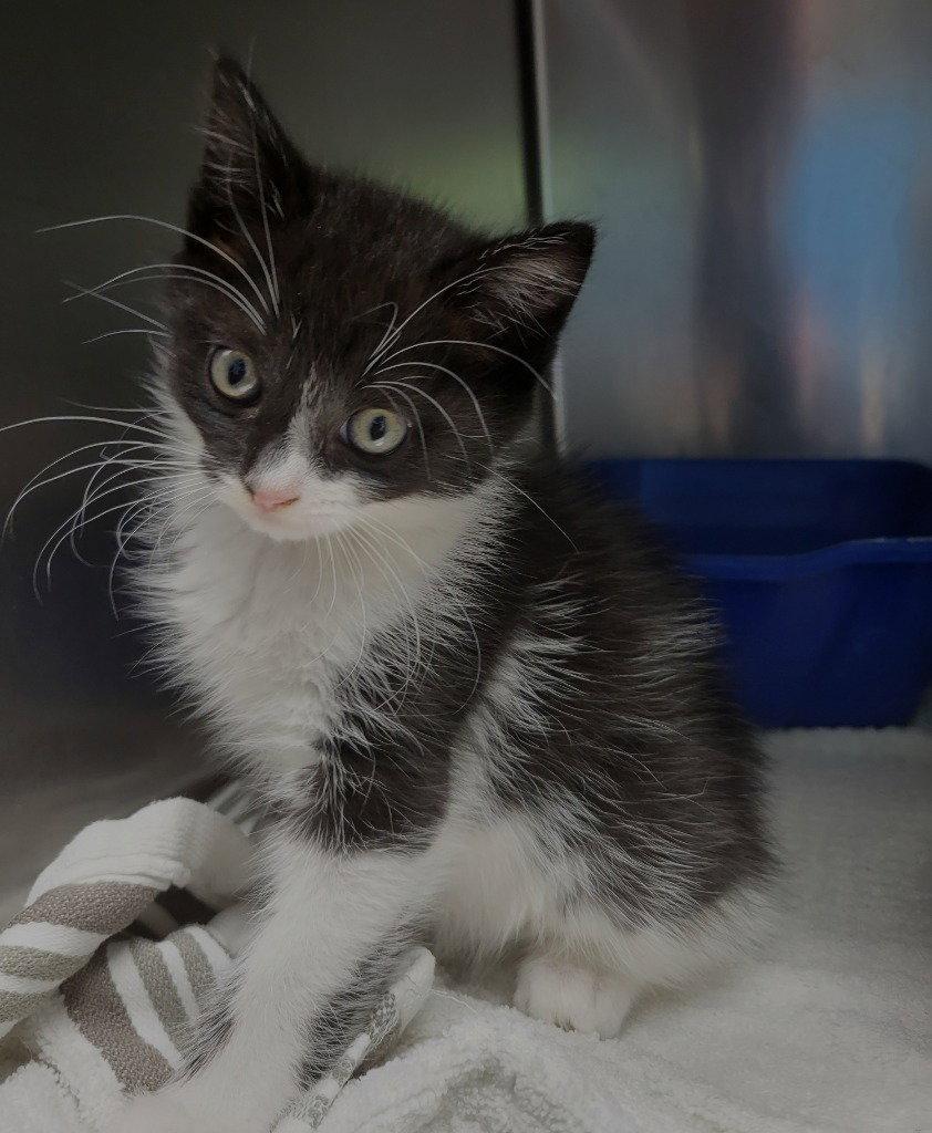 Enlarge Ava, a Adoptable Domestic Medium Hair in Ellijay, GA image 1/3