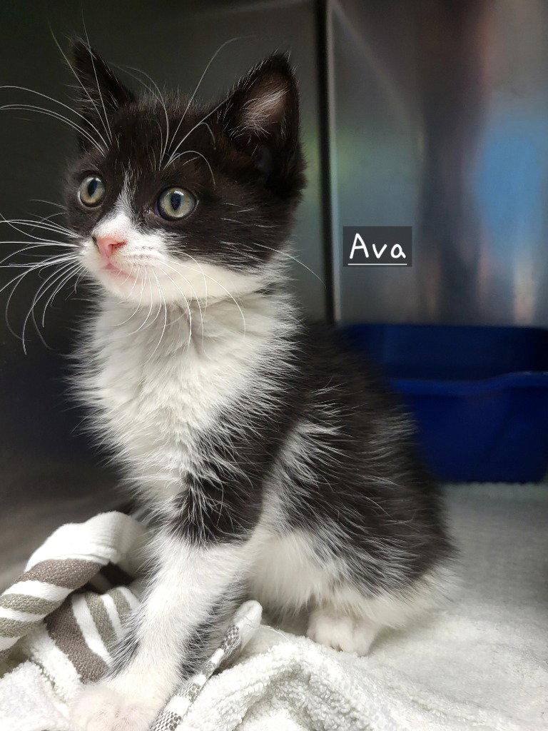 Enlarge Ava, a Adoptable Domestic Medium Hair in Ellijay, GA image 2/3