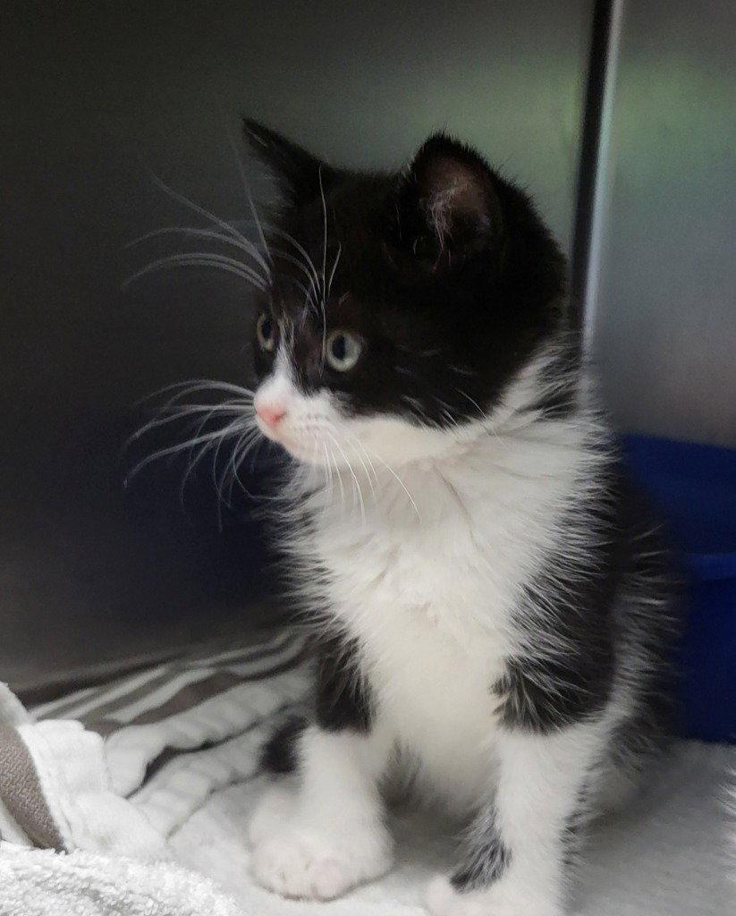 Enlarge Ava, a Adoptable Domestic Medium Hair in Ellijay, GA image 3/3