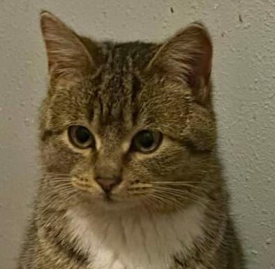 Krissy, Adoptable, Adult Female Domestic Short Hair.