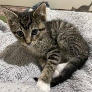 Amy, adopted, Kitten Female Domestic Short Hair & Tabby.