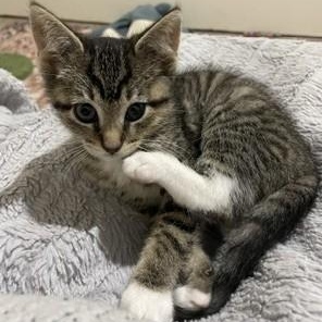 Enlarge Amy, an adopted mixed breed in Germansville, PA image 3/4