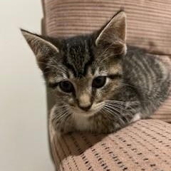 Enlarge Amy, an adopted mixed breed in Germansville, PA image 4/4