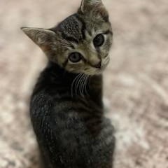 Enlarge Amy, an adopted mixed breed in Germansville, PA image 2/4