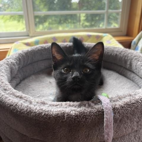 Fresca, a ADOPTABLE Domestic Short Hair in Lombard, IL image 4/4