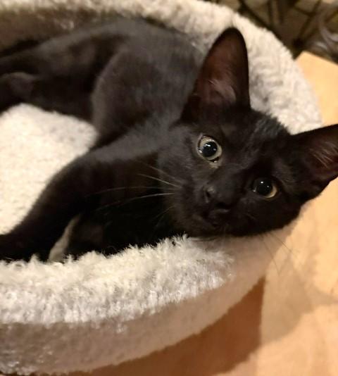 Fresca, a ADOPTABLE Domestic Short Hair in Lombard, IL image 1/4