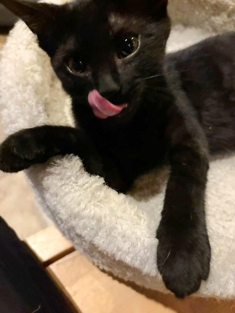 Fresca, a ADOPTABLE Domestic Short Hair in Lombard, IL image 3/4