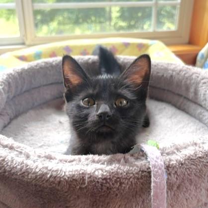 Fresca, a ADOPTABLE Domestic Short Hair in Lombard, IL image 2/4