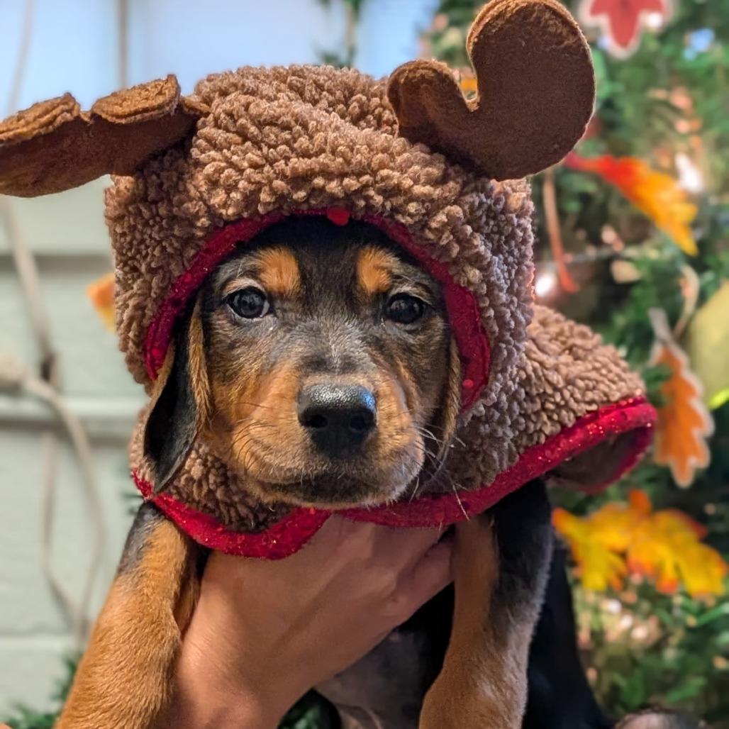 River, a Adoptable mixed breed in Tulsa, OK image 1/6