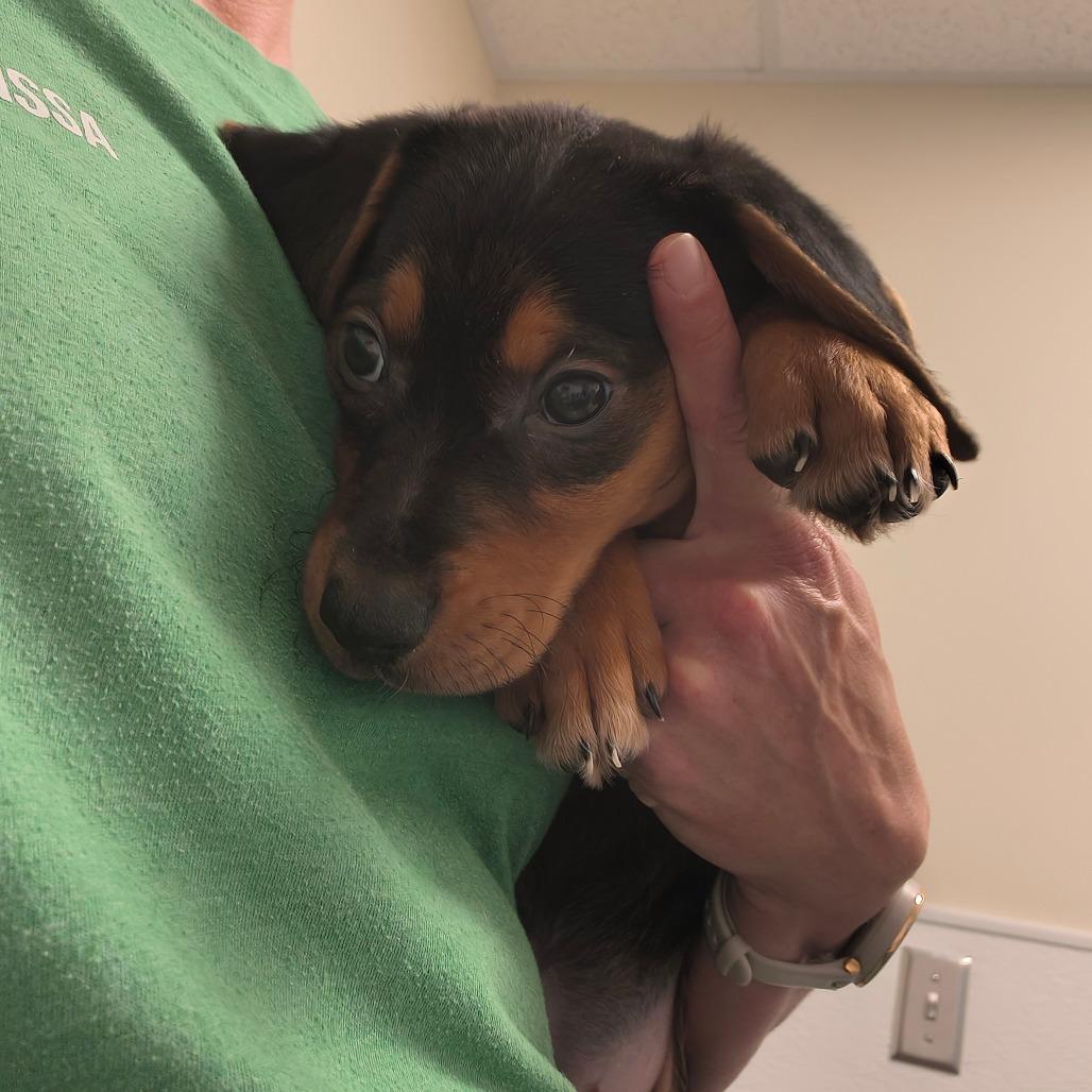 River, a Adoptable mixed breed in Tulsa, OK image 2/6