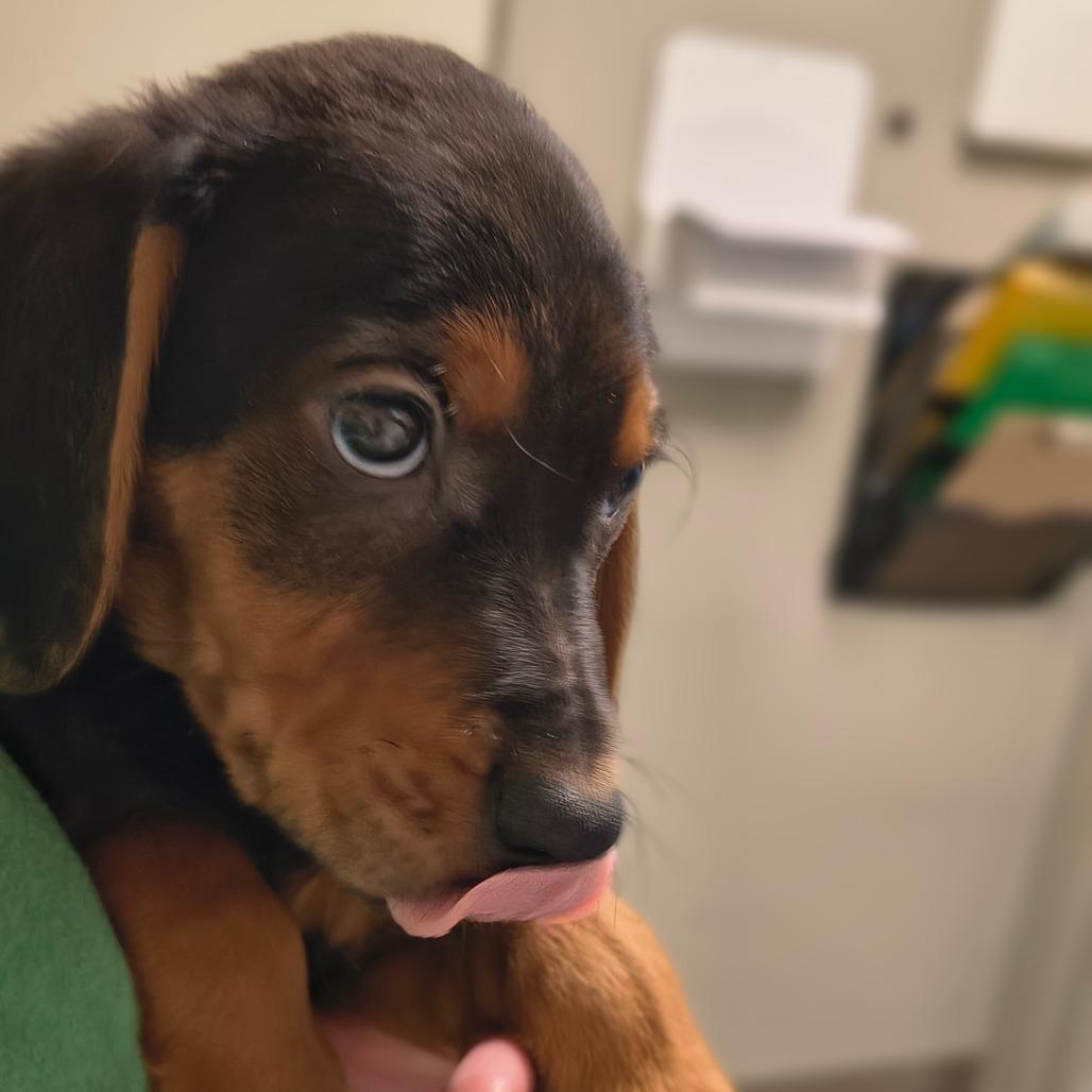 River, a Adoptable mixed breed in Tulsa, OK image 3/6