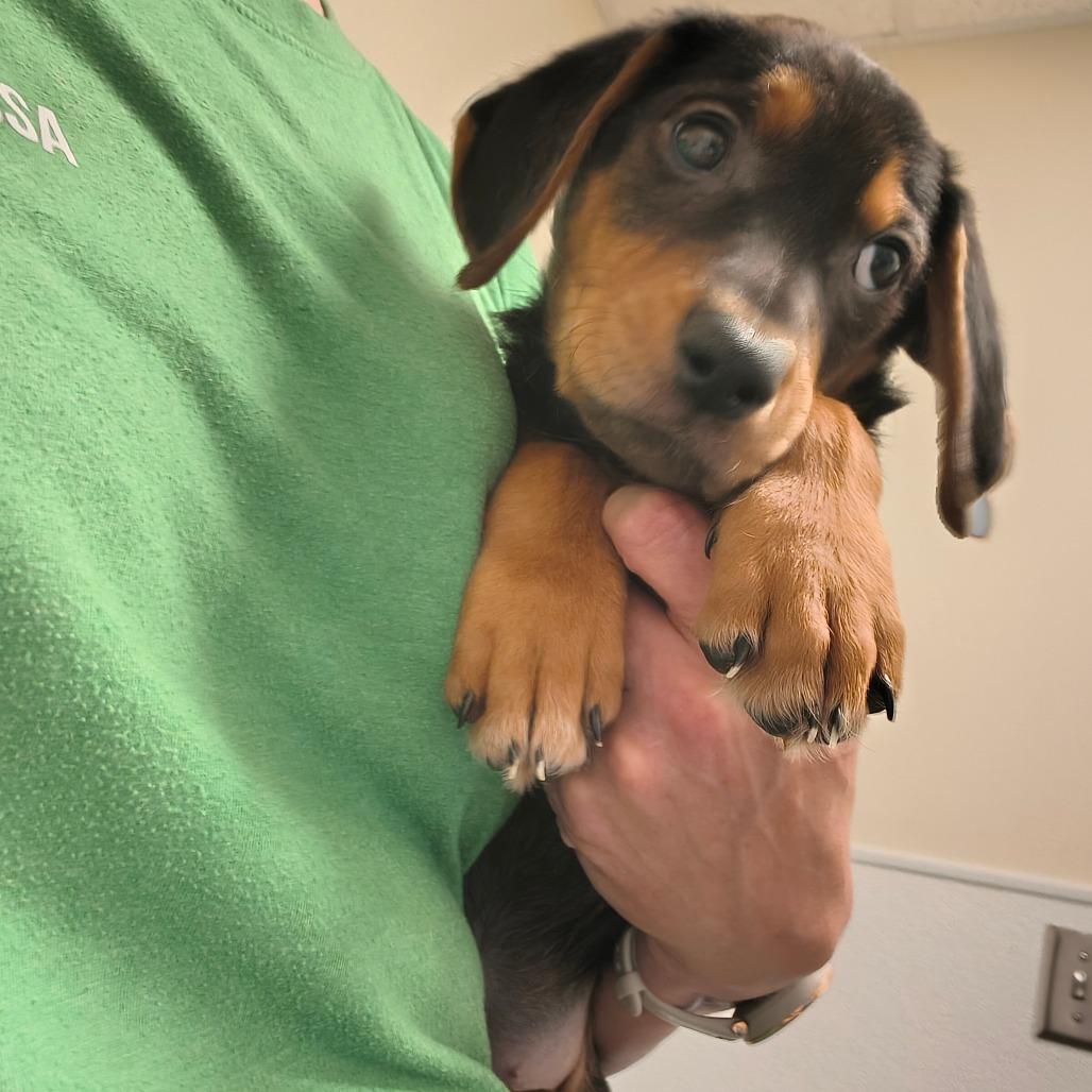 River, a Adoptable mixed breed in Tulsa, OK image 4/6