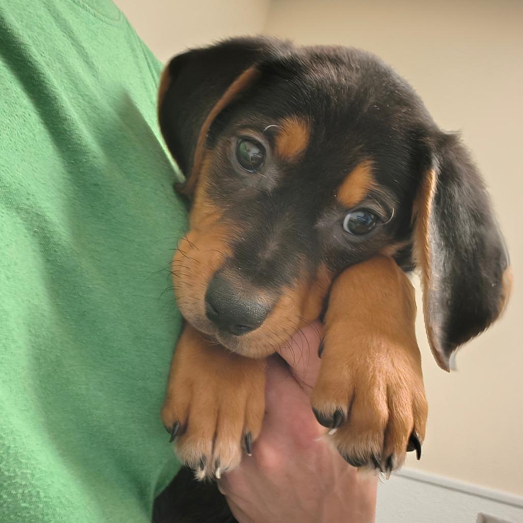 River, a Adoptable mixed breed in Tulsa, OK image 5/6