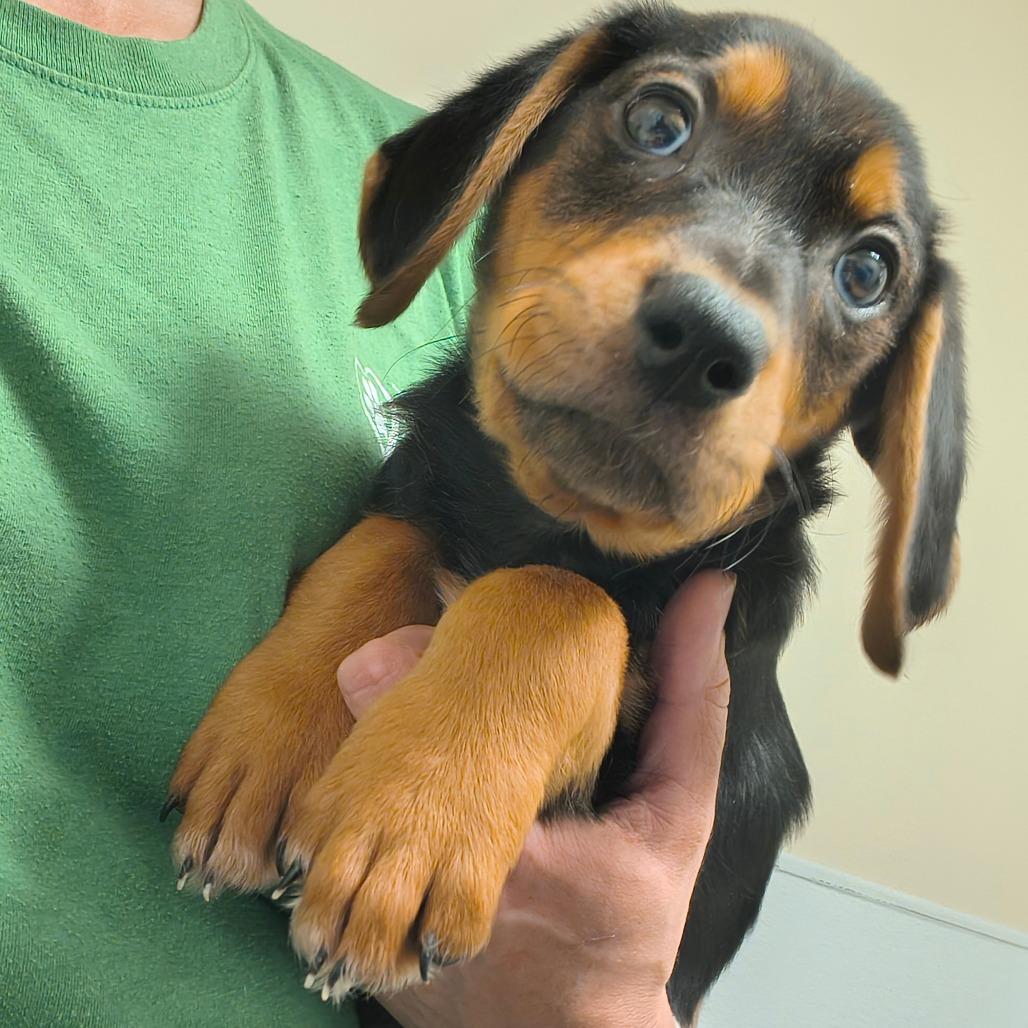 River, a Adoptable mixed breed in Tulsa, OK image 6/6