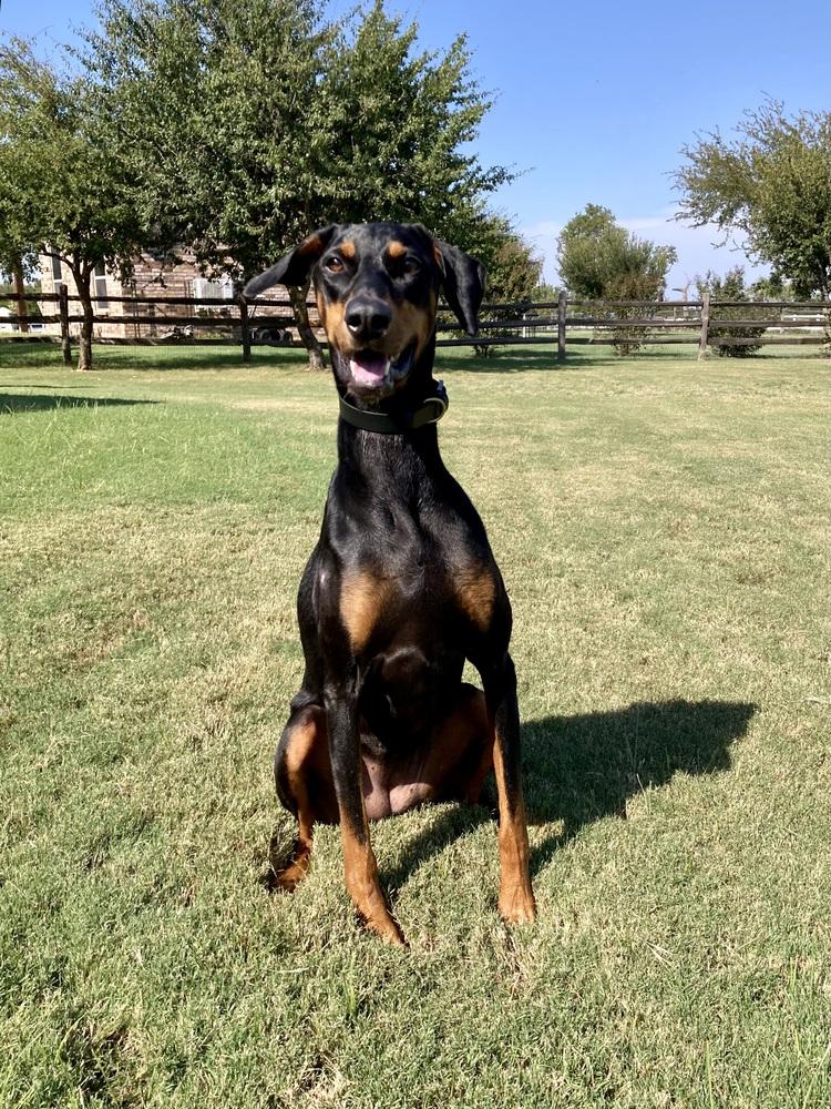 Freya, Adoptable, Adult Female Doberman Pinscher.