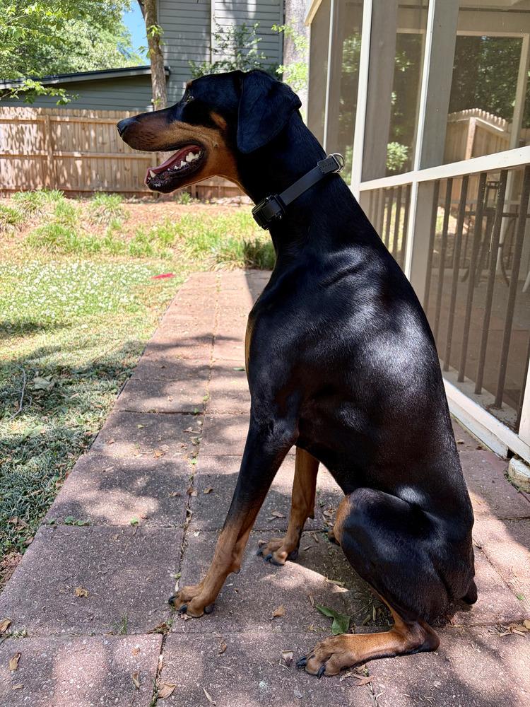 Enlarge Freya, a Adoptable Doberman Pinscher in Douglasville, GA image 2/4