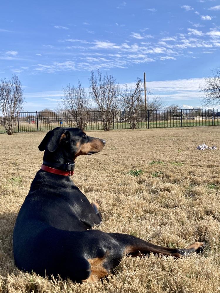 Enlarge Freya, a Adoptable Doberman Pinscher in Douglasville, GA image 3/4