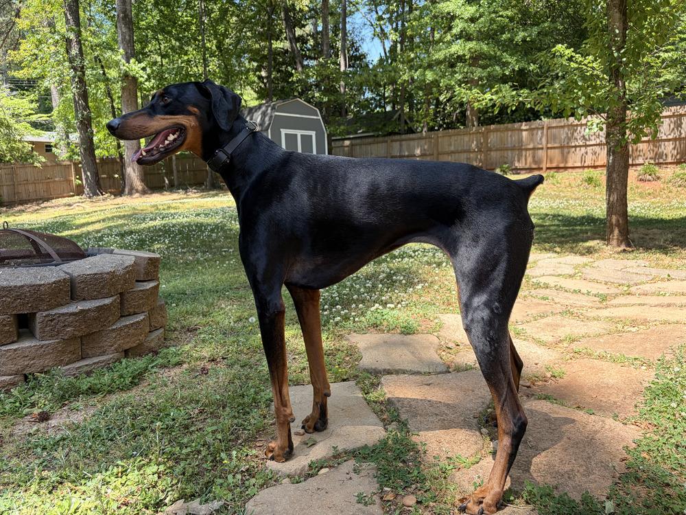 Enlarge Freya, a Adoptable Doberman Pinscher in Douglasville, GA image 4/4