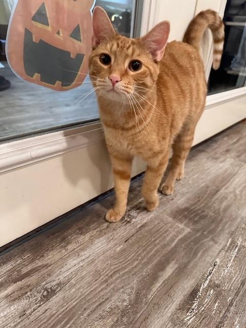 Enlarge Dash, a Adoptable Tabby in Greensburg, PA image 2/2