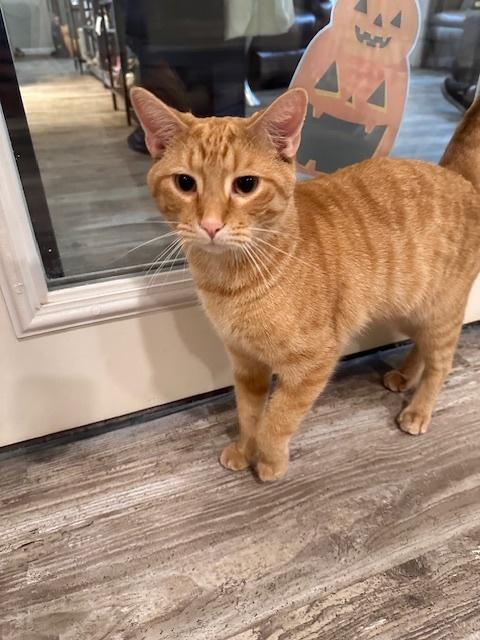 Enlarge Dash, a Adoptable Tabby in Greensburg, PA image 4/4